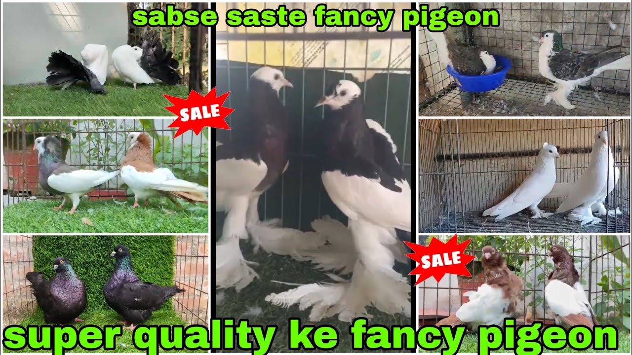 Lahori siraji 😍 American fantail, king 🕊️ Mukhi, Chinese owl, French mondin 