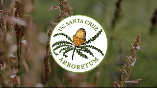 Art in the Arboretum, UCSC Arboretum