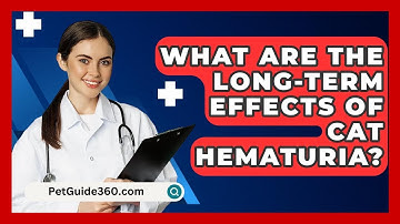 What Are The Long-term Effects Of Cat Hematuria? - PetGuide360.com