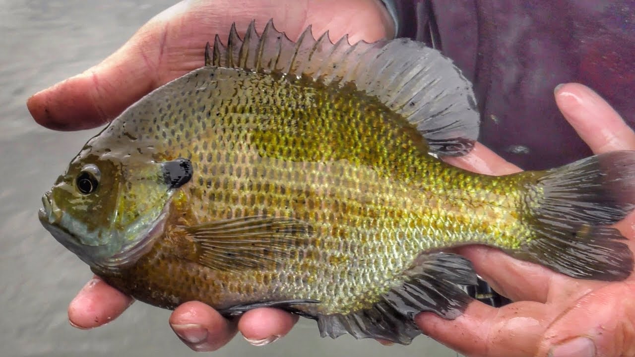 Bluegill  ..those other fish