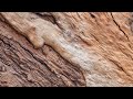 TRYING Something NEW | MACRO Landscape Photography in the Woods with the 70-200MM