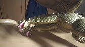 千年竜王魏怒羅自作 Youtube