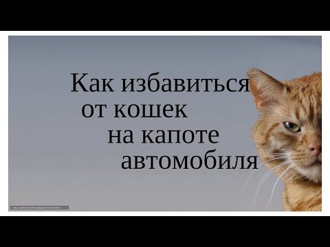 Как избавиться от кошек на капоте /безопасно для животинки/