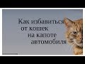 Как избавиться от кошек на капоте /безопасно для животинки/