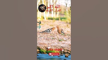 #القران_الكريم #تلاوه_خاشعه #قال رب انیی ظلمت نفسی #المصحف #الشيخ محمود الشحات #foryou