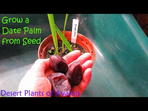 How To Grow a Date Palm from Seed | Phoenix dactylifera