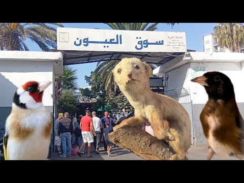 توليعة في سوق القريعة للطيور على المباشر يوم الاحد 19 10 2025 أثمنة جميع الطيور المغردة طائر الحسون