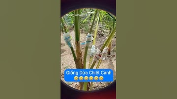 Giống dừa chiết cành của anh nào đó trên mạng xã hội #shorts