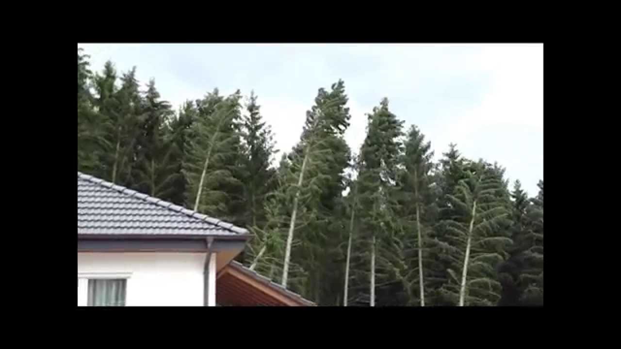 Sturm Xynthia fällt Bäume in Neuhäusel im Westerwald am 28. Februar 2010