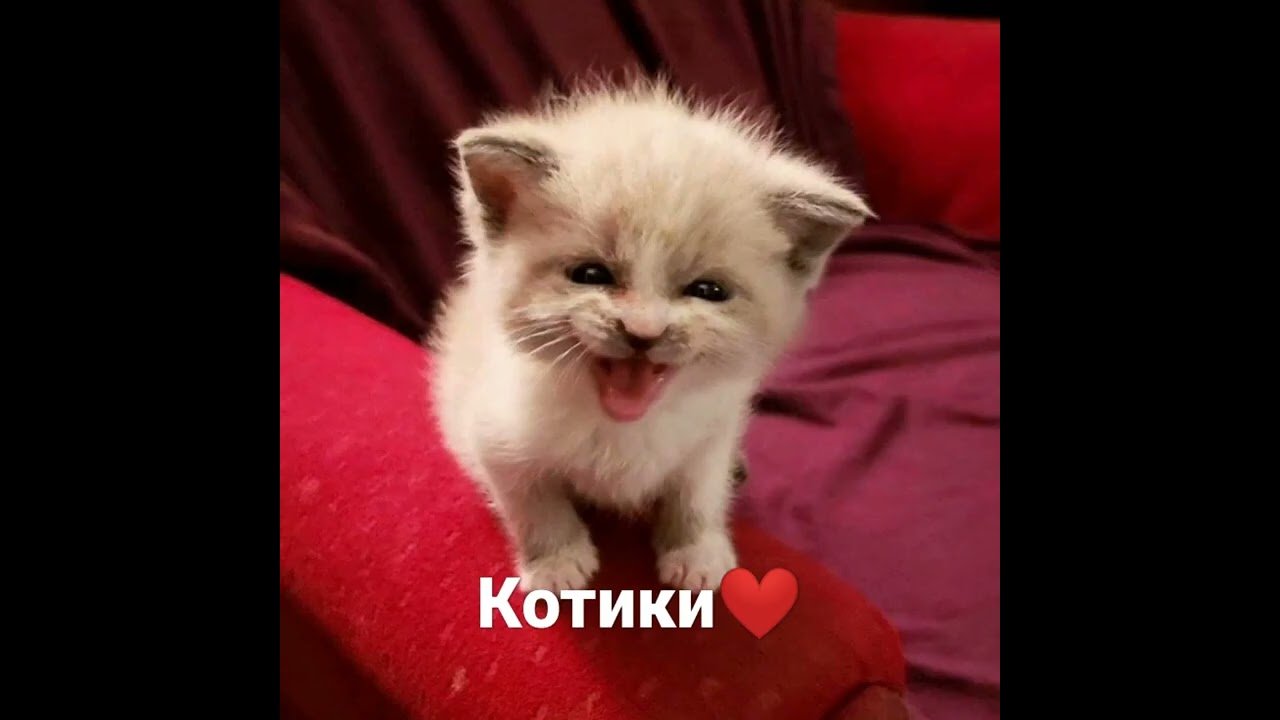 котики❤️❤️