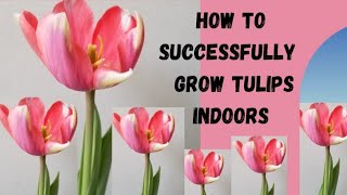 #tulips How to Successfully Grow Tulips Indoors