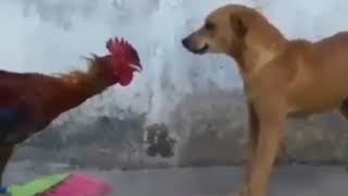 Viral: Unbelievable A Dog and Cock Fighting