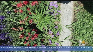 Cannabis Plants Found Growing Outside Vermont Statehouse