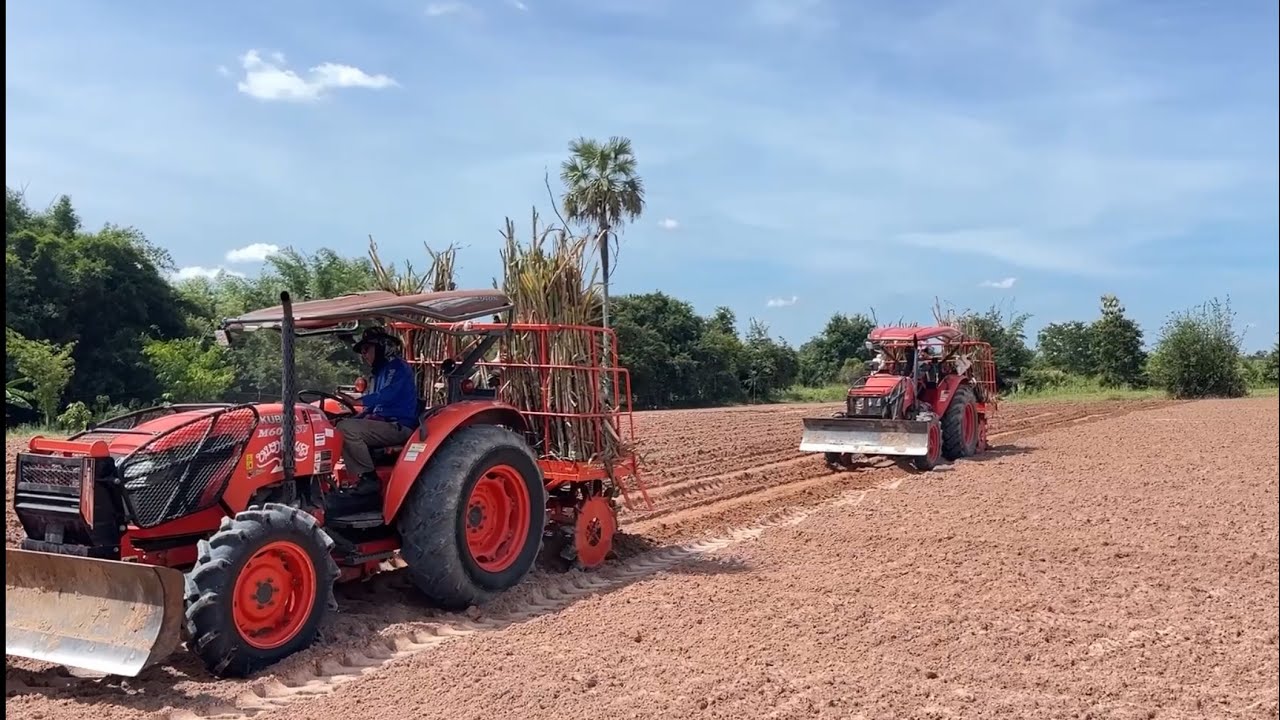 ได้เวลาลมหนาวปลายเดือนตุลาช่วงเวลาดีปลูกอ้อย