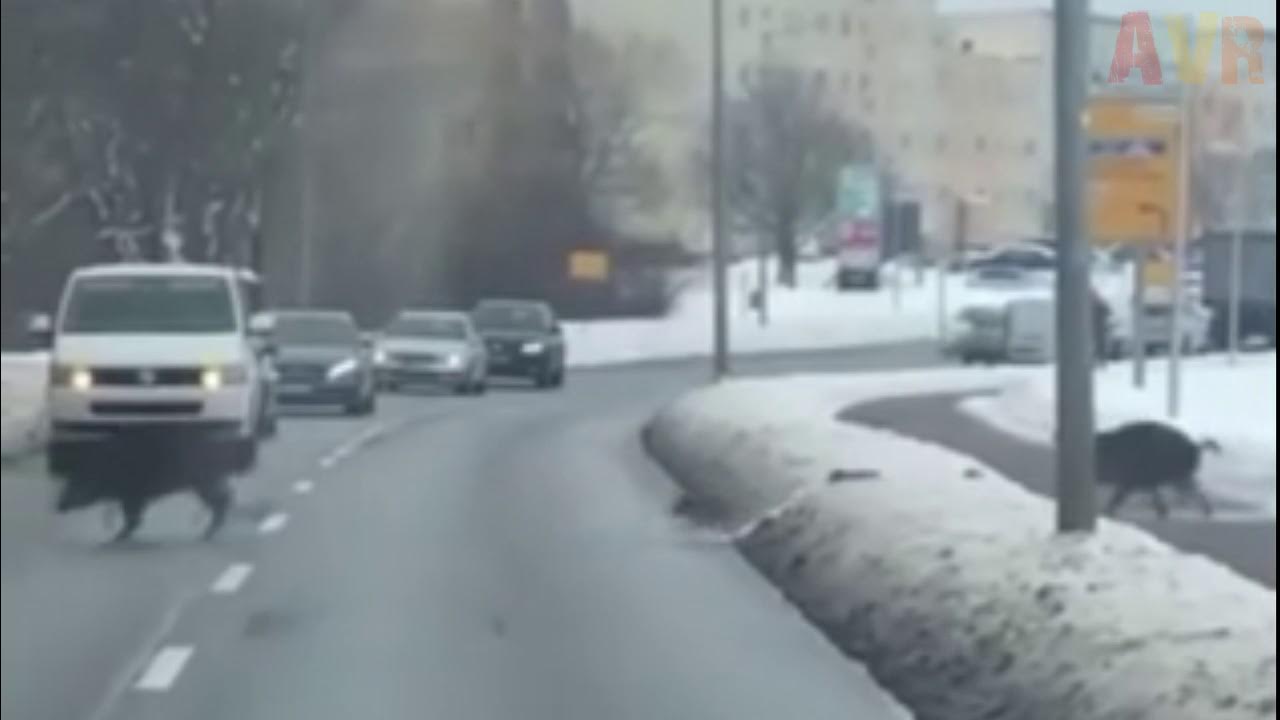Кабан в машине за рулем