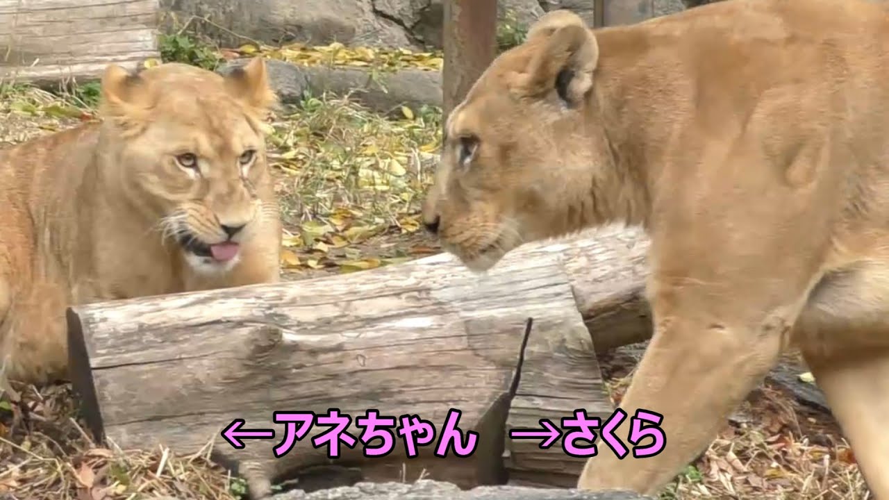 さくら（クレイの母）は美人でカッコイイ叔母ライオン☆彡とべ動物園にて