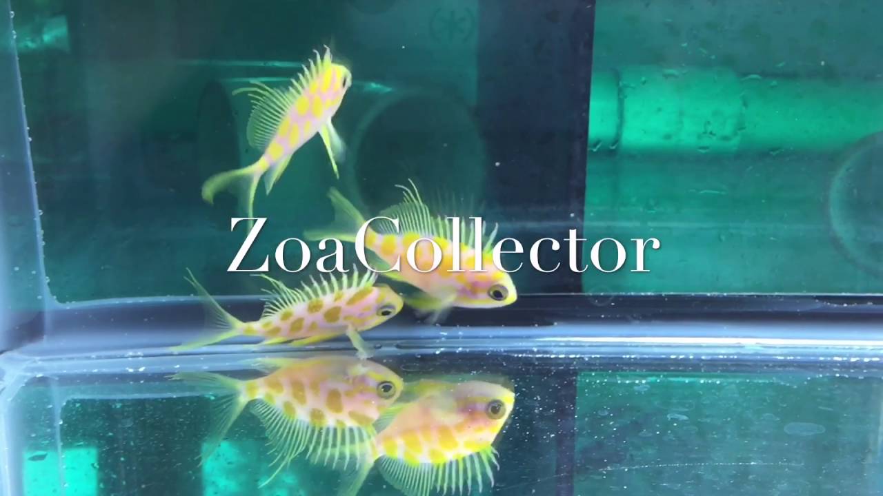 Borbonius Anthias in stock!