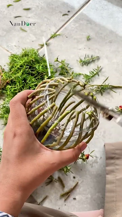 Tutorial bonsai krokot. #tutorialbonsai #bonsaikrokot #bungakrokot #portulacaflower #portulacaplant