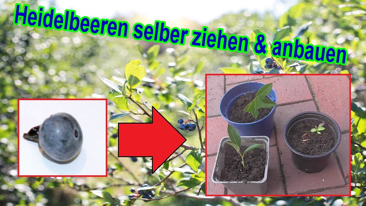 hainbuchen düngen Hainbuche - Carpinus betulus