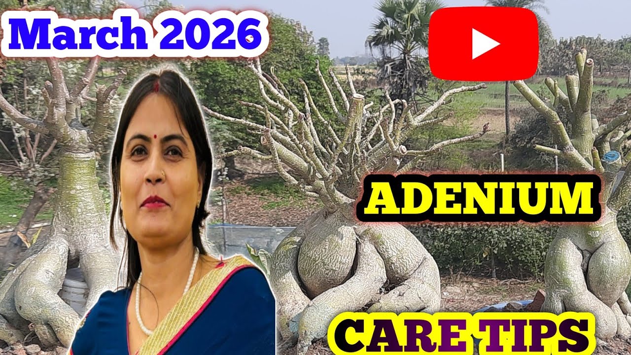 March mein ADENIUM Complete Care Tips || March ADENIUM Care || SUNLIGHT WATERING FERTILIZER GRAFTING