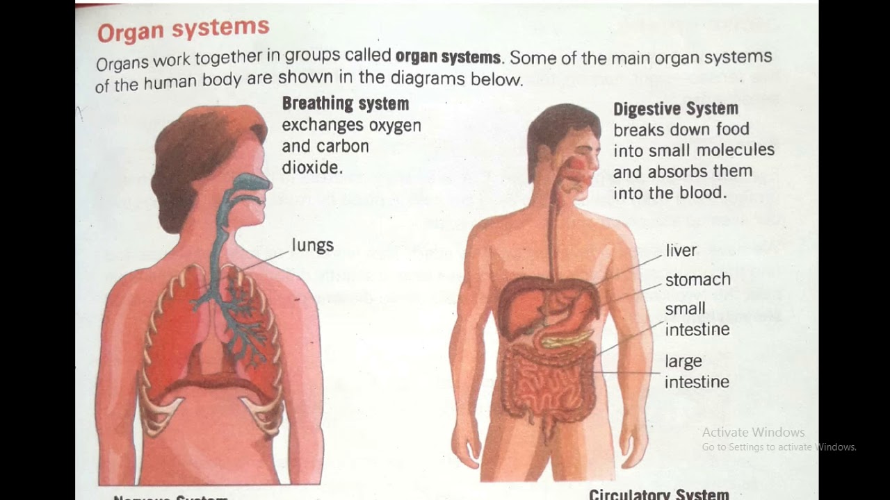 8TH SCIENCE ORGAN SYSTEMS - YouTube
