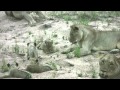 Evening Encounter:  Lion Pride with newborn cubs