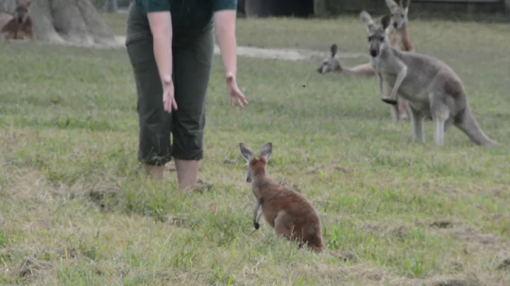 Shelia Reintroduced to the Kangaroo Group