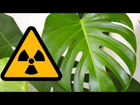 ЯДОВИТЫЕ комнатные растения! Будьте Осторожны! Популярные и опасные растения.