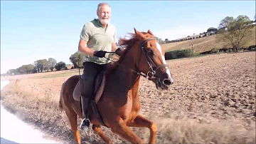 Quale velocità può raggiungere un cavallo?