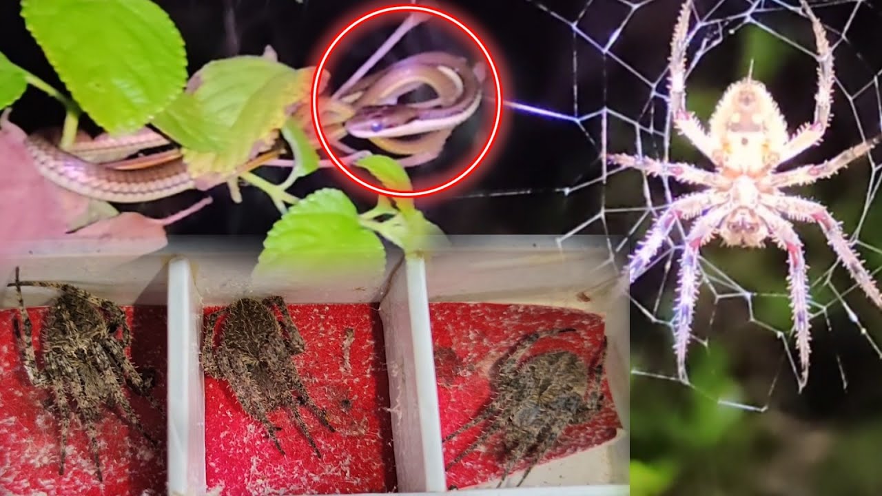 Spider Hunting /(Part 1) Ang daming Pangtimbangan nakita Namin....