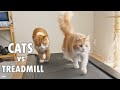 Walking our cats on the treadmill!