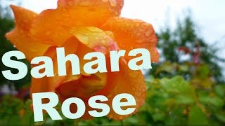 Роза Сахара Описание И Фото