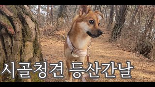 강아지 등산 시골청견 산악행!! by 시골청견-강아지 일상 Vlog 채널 65 views 5 months ago 3 minutes, 50 seconds