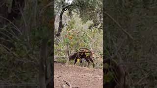 Does Antelope Realize Its Being Stalked By Python