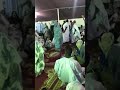 اميد كالا