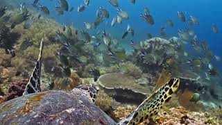 FILMPAC pov above sea turtle shell swimming over coral reef with lots of fish FFAAW4050 HM
