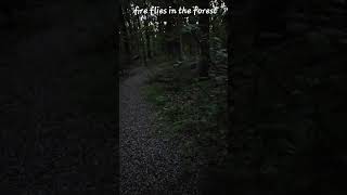 MAGIC, Fireflies in the forest