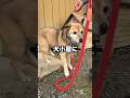 愛犬コロちゃんのハウスに知らない犬がいたら…