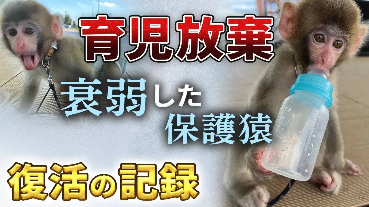 旧チャンネルより『母親に捨てられた赤ちゃん』今回メンバーに加わった“かあるくん”ですが、実は育児放棄されてしまった赤ちゃんだったのです。“かあるくん”が来てくれた経緯をご覧ください！