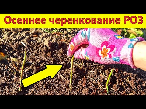 Осеннее черенкование роз в домашних условиях видео