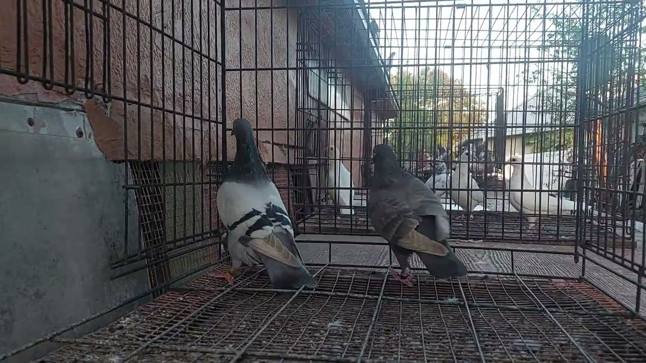 Beautiful. Pigeons Available.