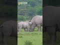 Rhinoceros in the Wild 🦏🌿 | Powerful Nature Giant | Discover Kids World