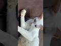 cat lover#kitten#kittens#cat#cats#catshorts#animals#animallover#short