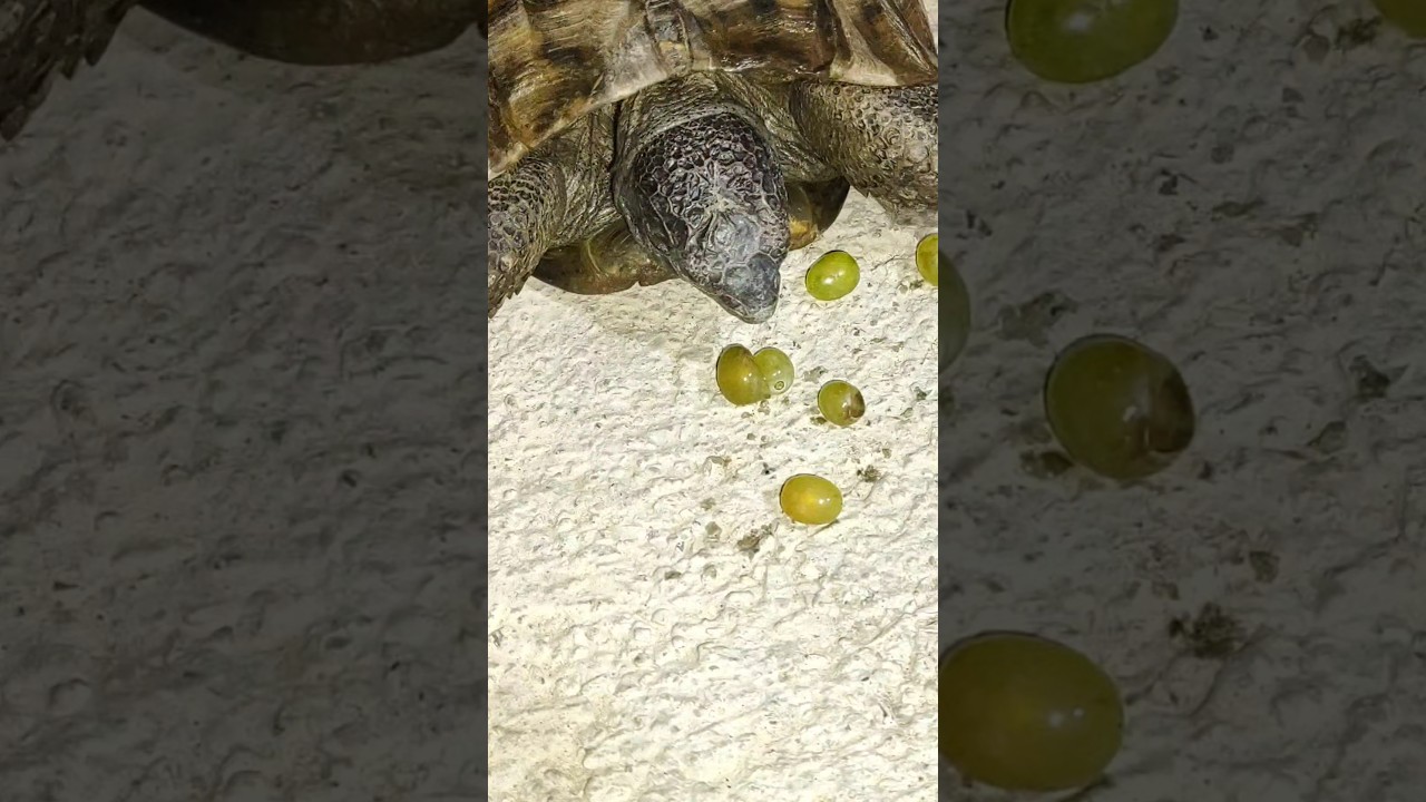 🐢 Turtle Eats Grapes for the First Time! 🍇😱 | Cutest Reaction Ever