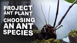 Project Ant Plant Video2. Choosing an Ant Species + Tank Update.