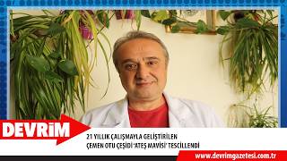 21 YILLIK ÇALIŞMAYLA GELİŞTİRİLEN ÇEMEN OTU ÇEŞİDİ ‘ATEŞ MAVİSİ’ TESCİLLENDİ
