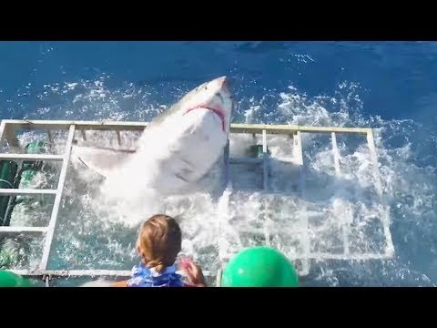 Video: Güney Afrika'da Büyük Beyaz Köpekbalıklarıyla Kafes Dalışı
