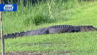 ‘It’ll happen again’: Horry County mom demands HOA act after alligator kills dog