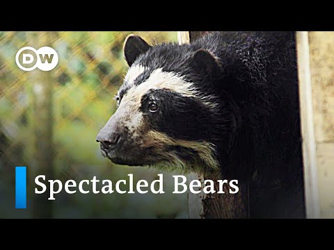 Colombia: Guardians of the spectacled bear | Global Ideas