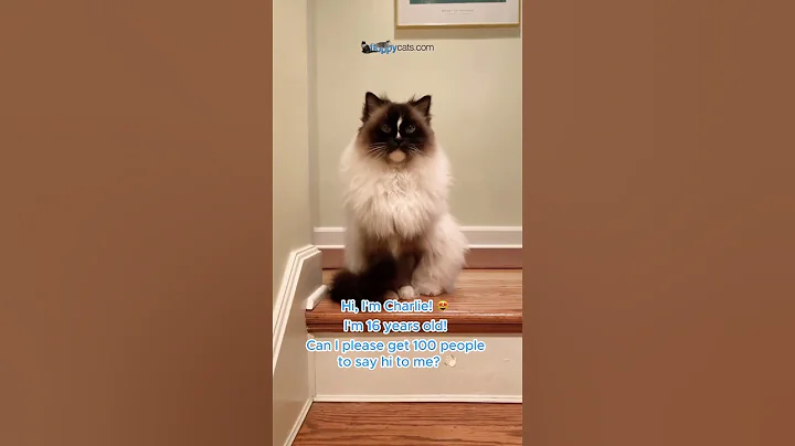 Video 11553941: kitten home, cat adoption